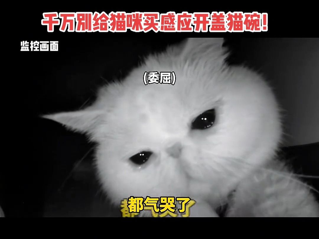 千万别给猫咪买感应开盖猫碗!故障就完了!把童童都整神了哈哈哈哔哩哔哩bilibili