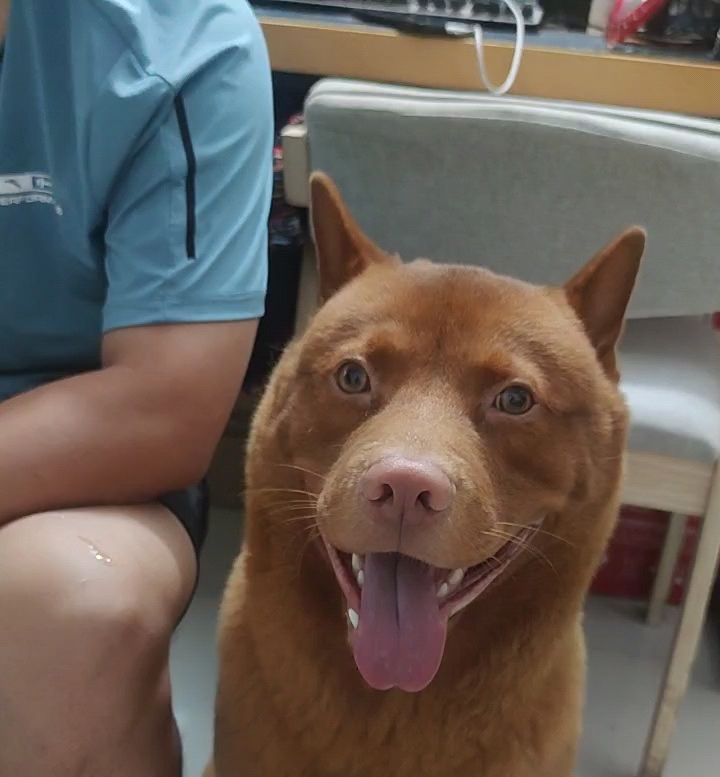 一不小心养了一只五红犬