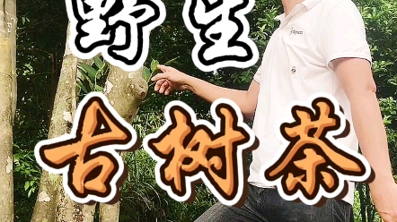 [图]广东惠州西华山古茶树