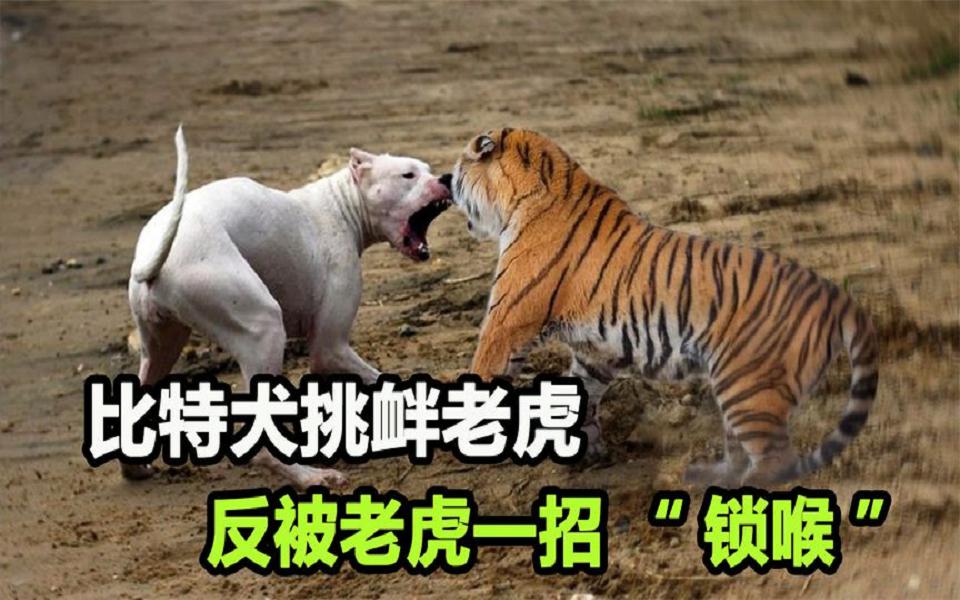 比特犬作死挑衅老虎,结果被老虎一招"锁喉",虎:谁给你的勇气