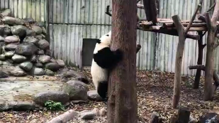 [图]这就是你们说的，花花只是懒不想爬树而已，给我睁大你们的狗眼看清楚了@成都大熊猫繁育研究基地，哪只眼睛看到花花不想爬树了，不管从任何时间段看，花花都一直渴望着爬树