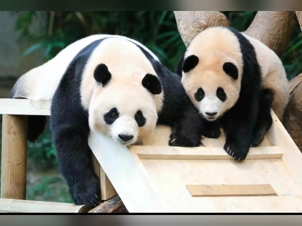 漂亮的熊猫妈妈和熊猫宝宝