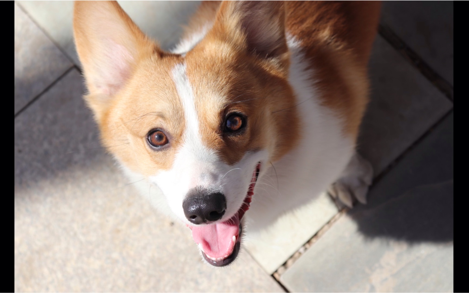 活动作品一只柯基跟秋田打架的始末