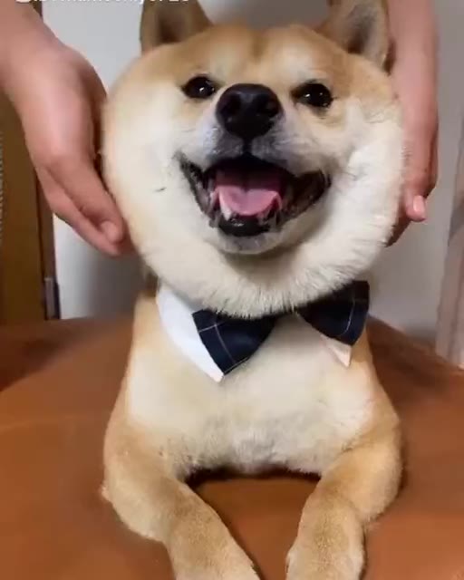 柴犬:究极大肥脸_哔哩哔哩 (゜-゜)つロ 干杯~-bilibili