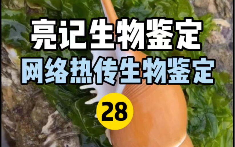 [图]【亮记生物鉴定】网络热传生物鉴定28