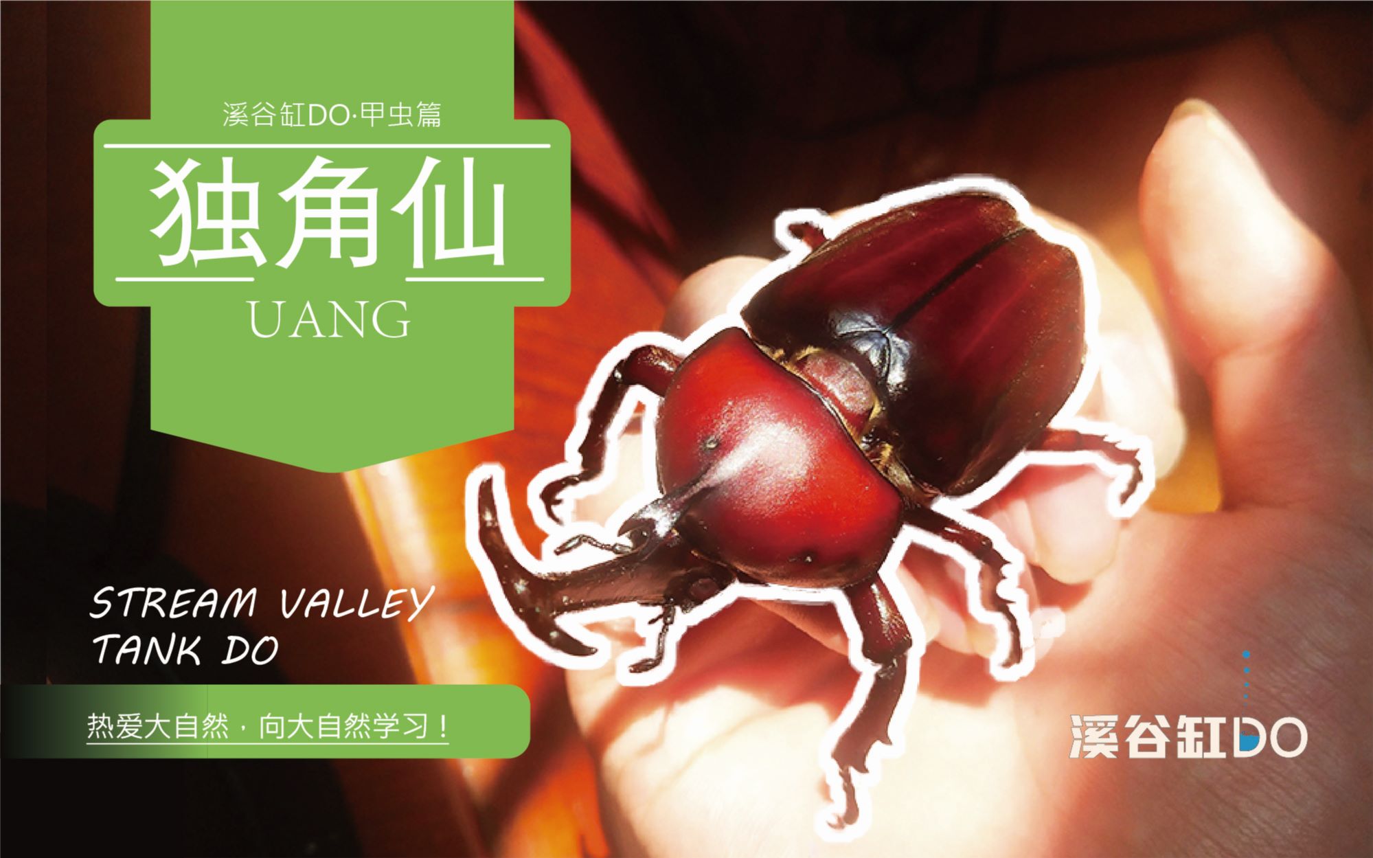 【红色血统独角仙】看up组怎么免费"白嫖"大量优质甲虫标本!