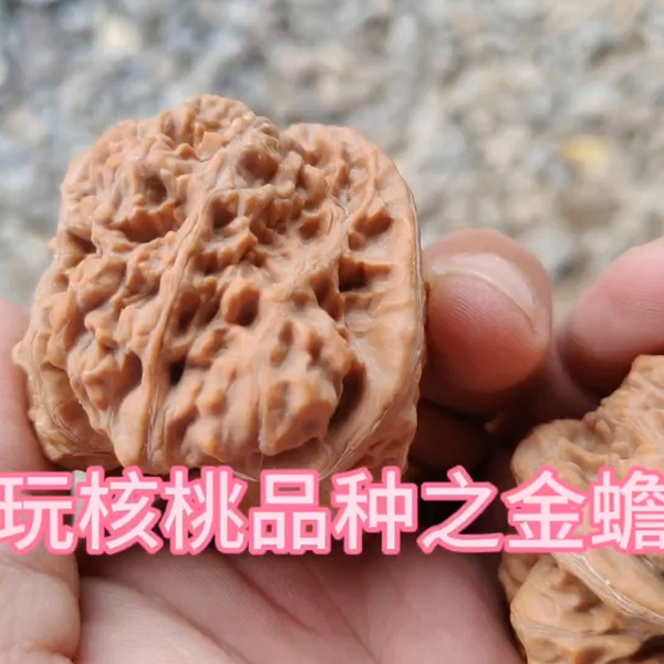 文玩核桃 金牛 直播间精品文玩核桃瓷娃娃金牛小众野核文玩盘