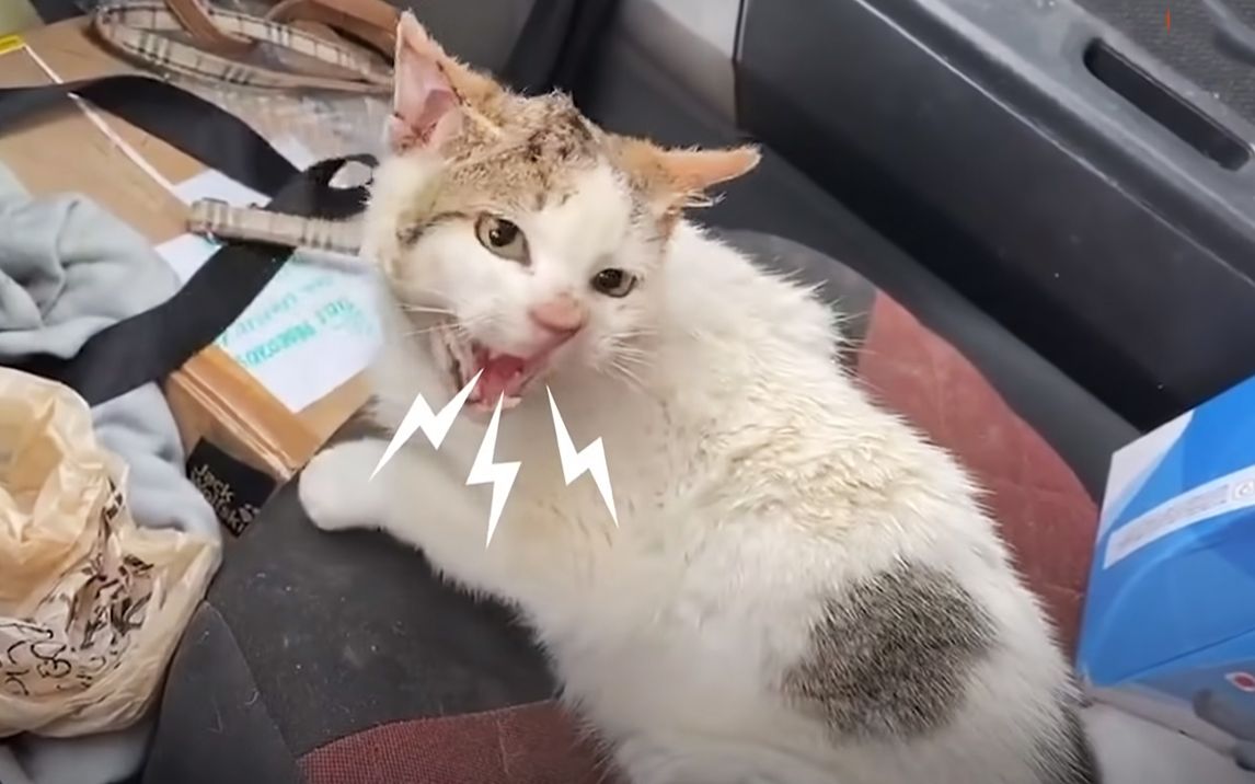 真香系列炸毛野猫爱上了救它的印度小哥