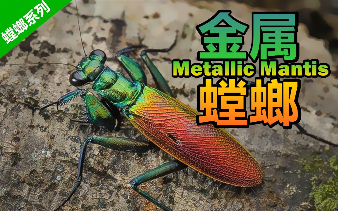 螳螂和蟑螂的结合金属螳螂是什么