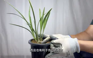 Descargar video: 兰花茎腐病救治成功案例，很实用！新手赶紧看看