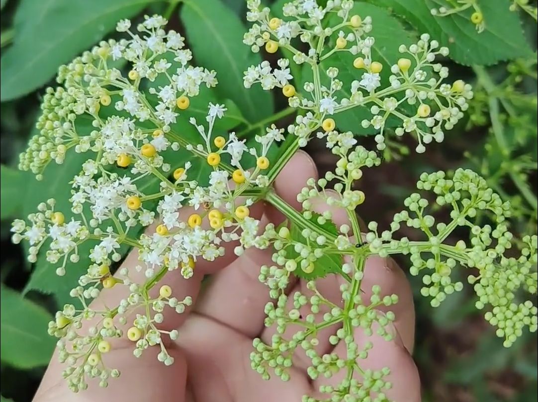 接骨草又叫八棱麻,你认识这味草药吗?哔哩哔哩bilibili