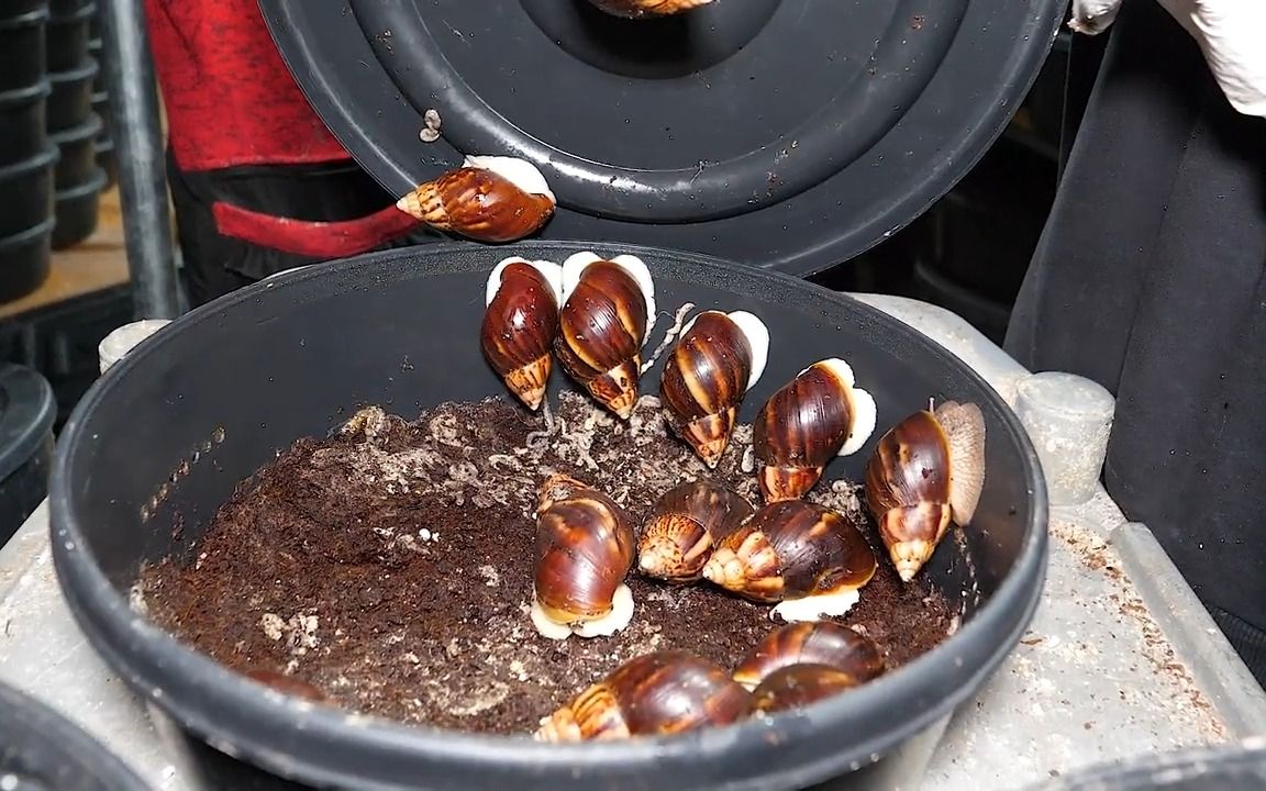 吃过大蜗牛吗韩国人什么都吃品尝美味炸蜗牛