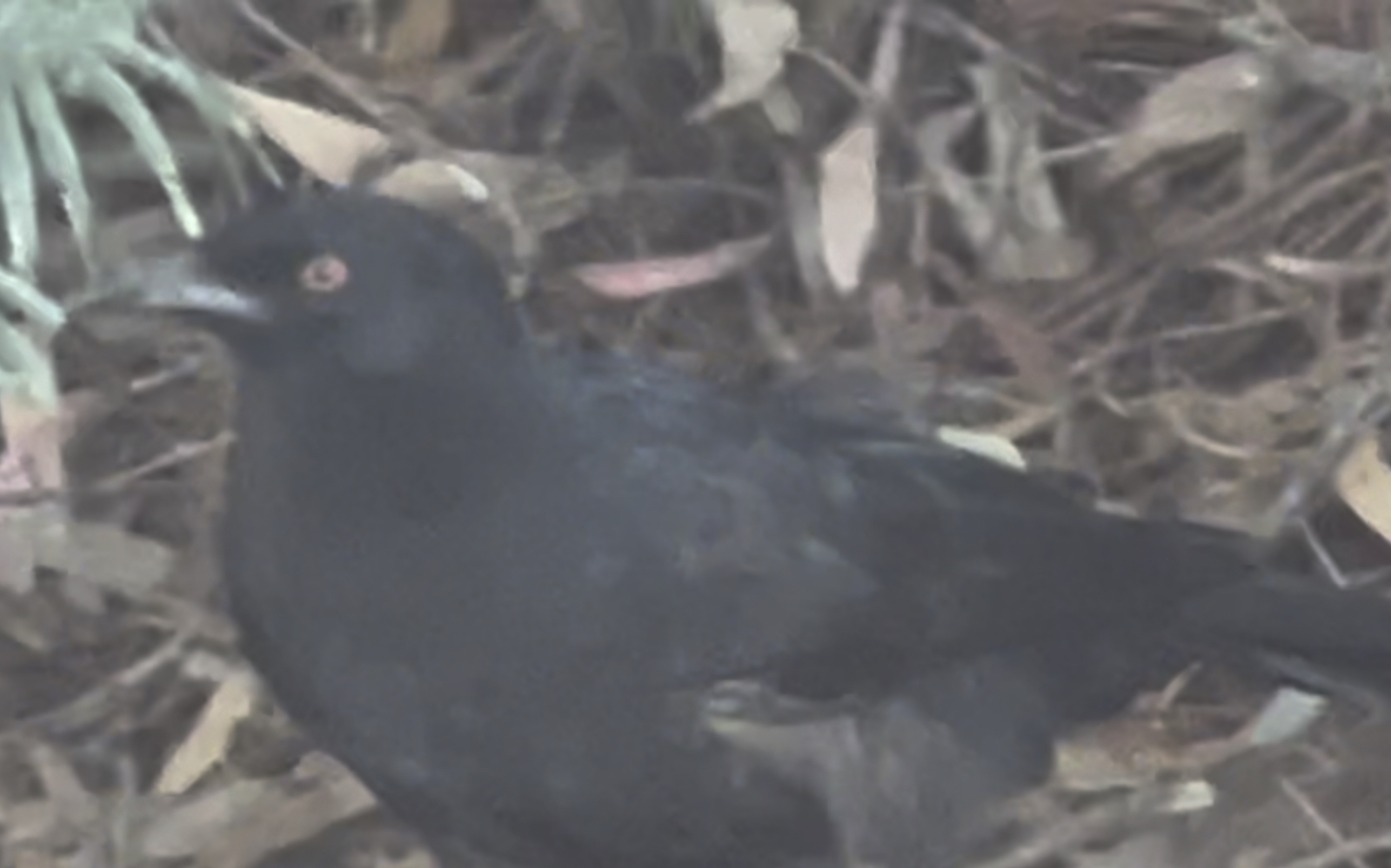 [图]White winged chough 红色眼睛