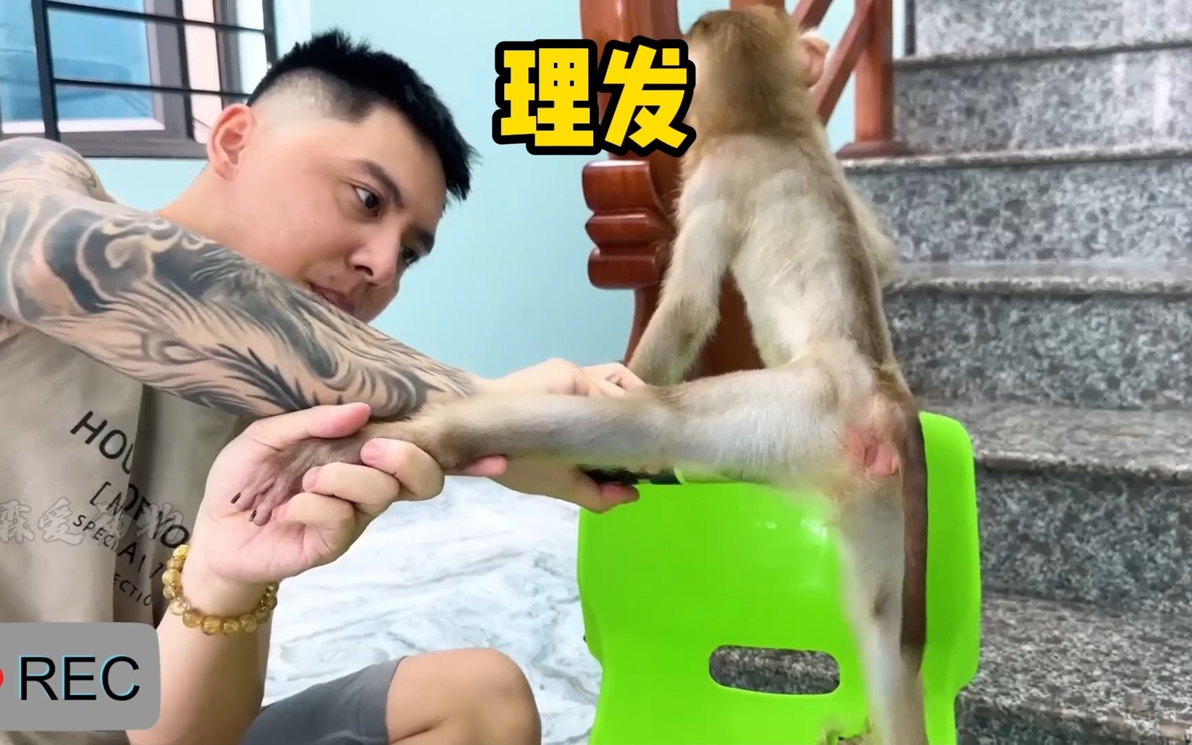 小猴子刮毛毛哔哩哔哩bilibili