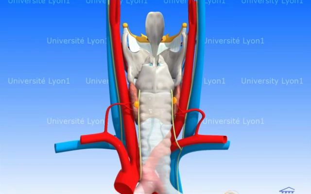 颈部3D解剖甲状腺颈动静脉软骨喉返神经哔哩哔哩bilibili