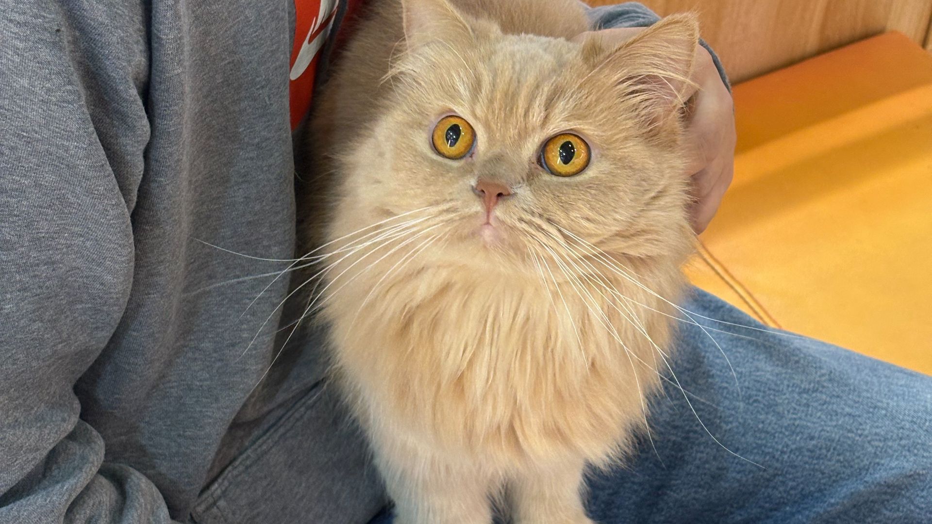什么别人不要的小猫啊！这可是我的宝！