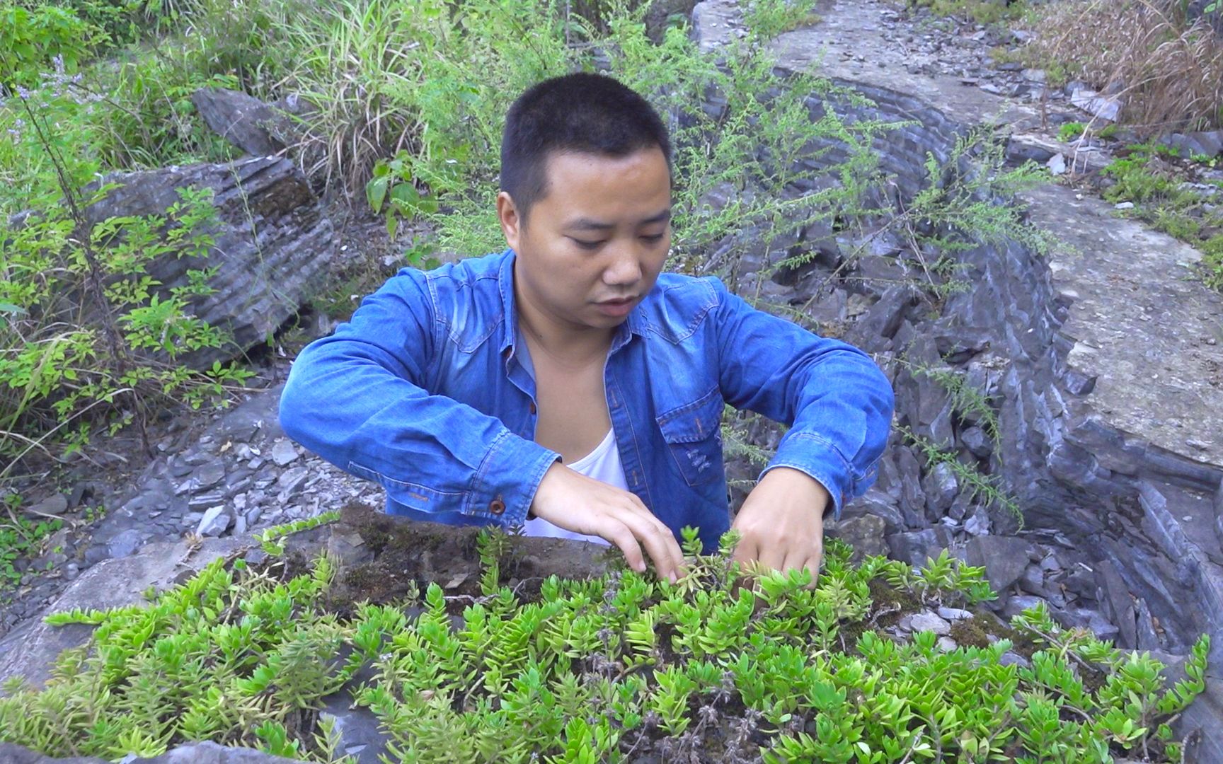 农村山里随处可见的一种草,既然是一种草药,你们知道这种野生的垂盆草有什么功效吗?哔哩哔哩bilibili