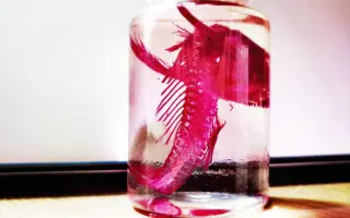 透明鱼骨骼标本 哔哩哔哩 Bilibili