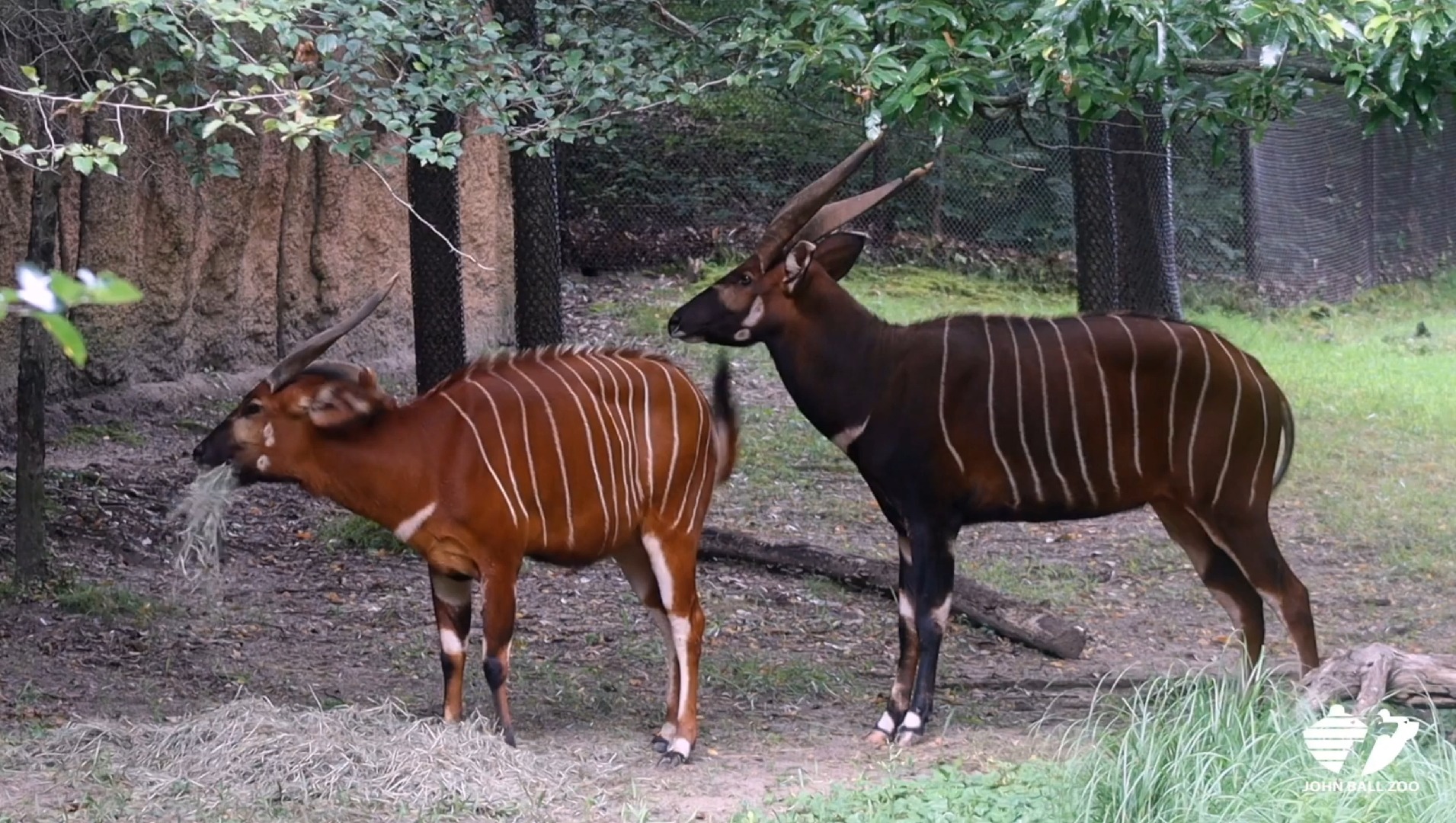 清晰版动物园中的东部亚种紫羚羊