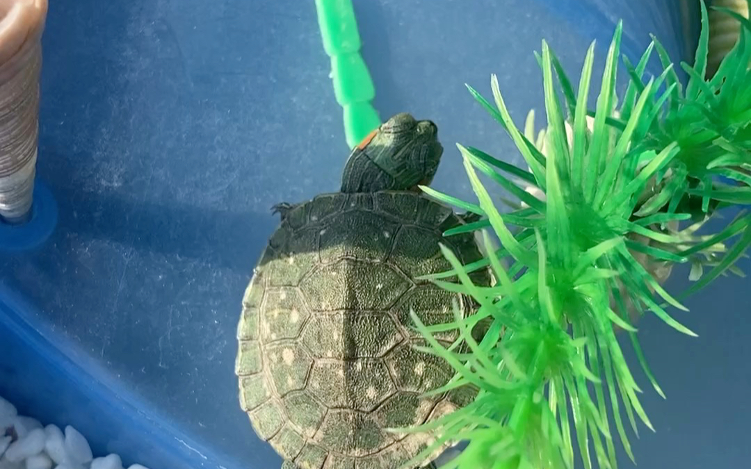 巴西龟晒背要起飞喽