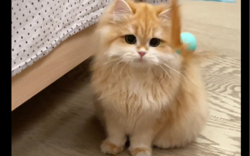 如何拥有一只点头小猫咪