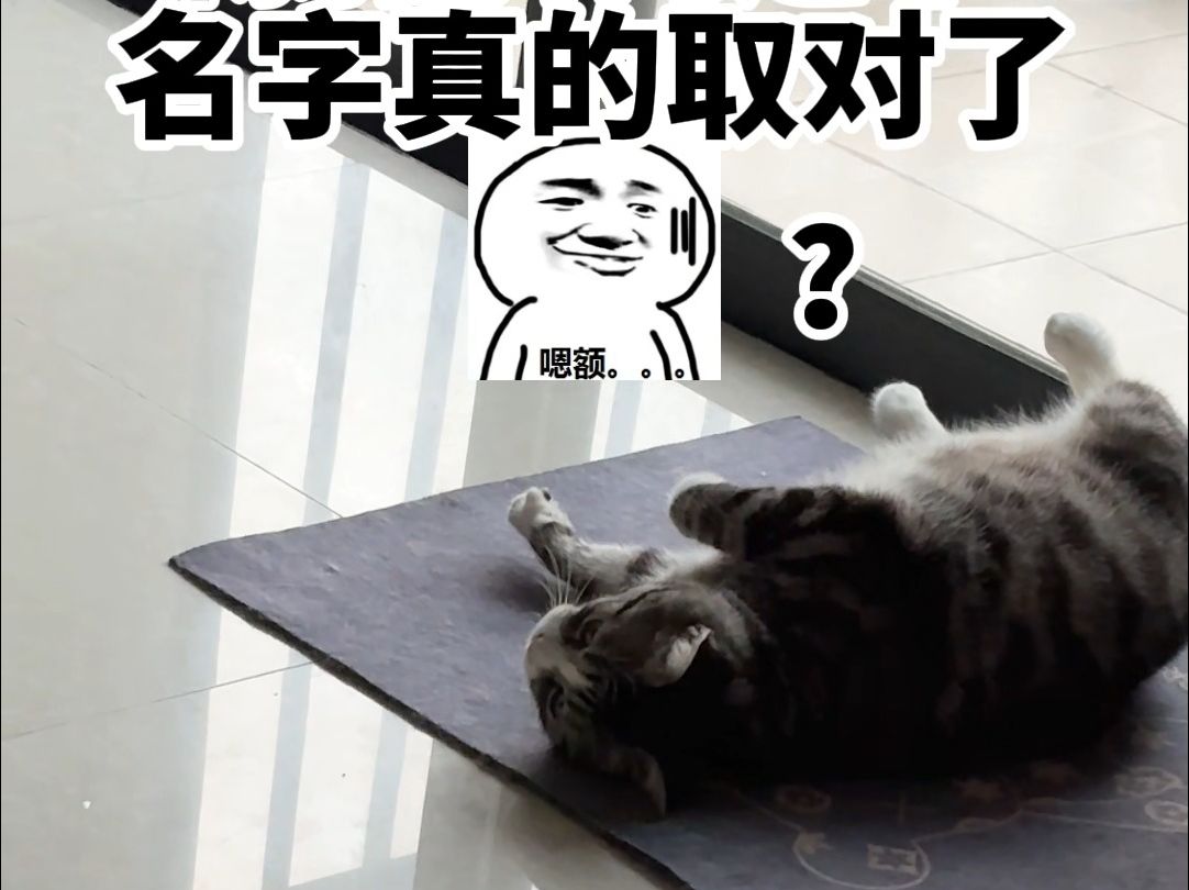 陈猪脚的这个名字真的取对了哔哩哔哩bilibili