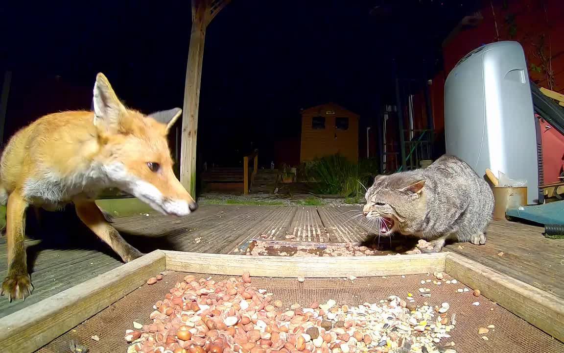 [图]在吃饭这件事上猫和狐狸谁更厉害😄