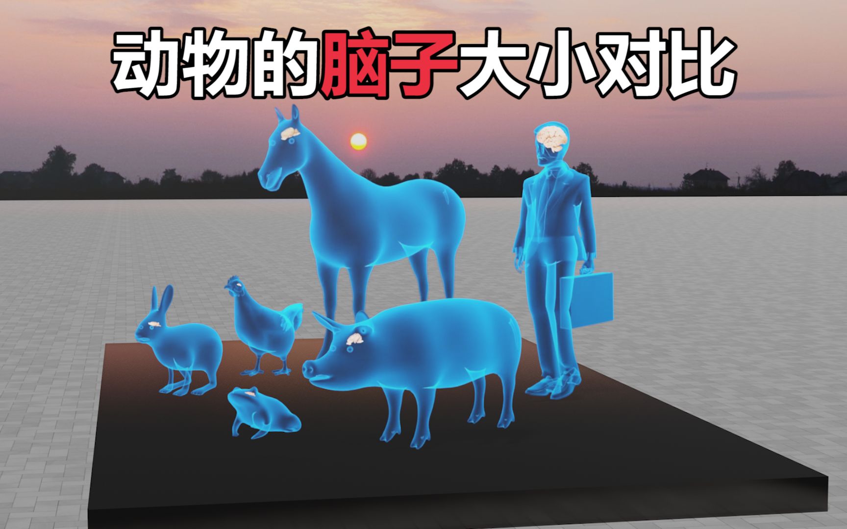 不同动物的脑子,大小对比