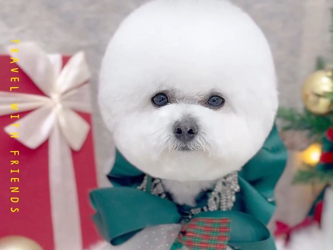 美容小记-比熊造型穿搭系列