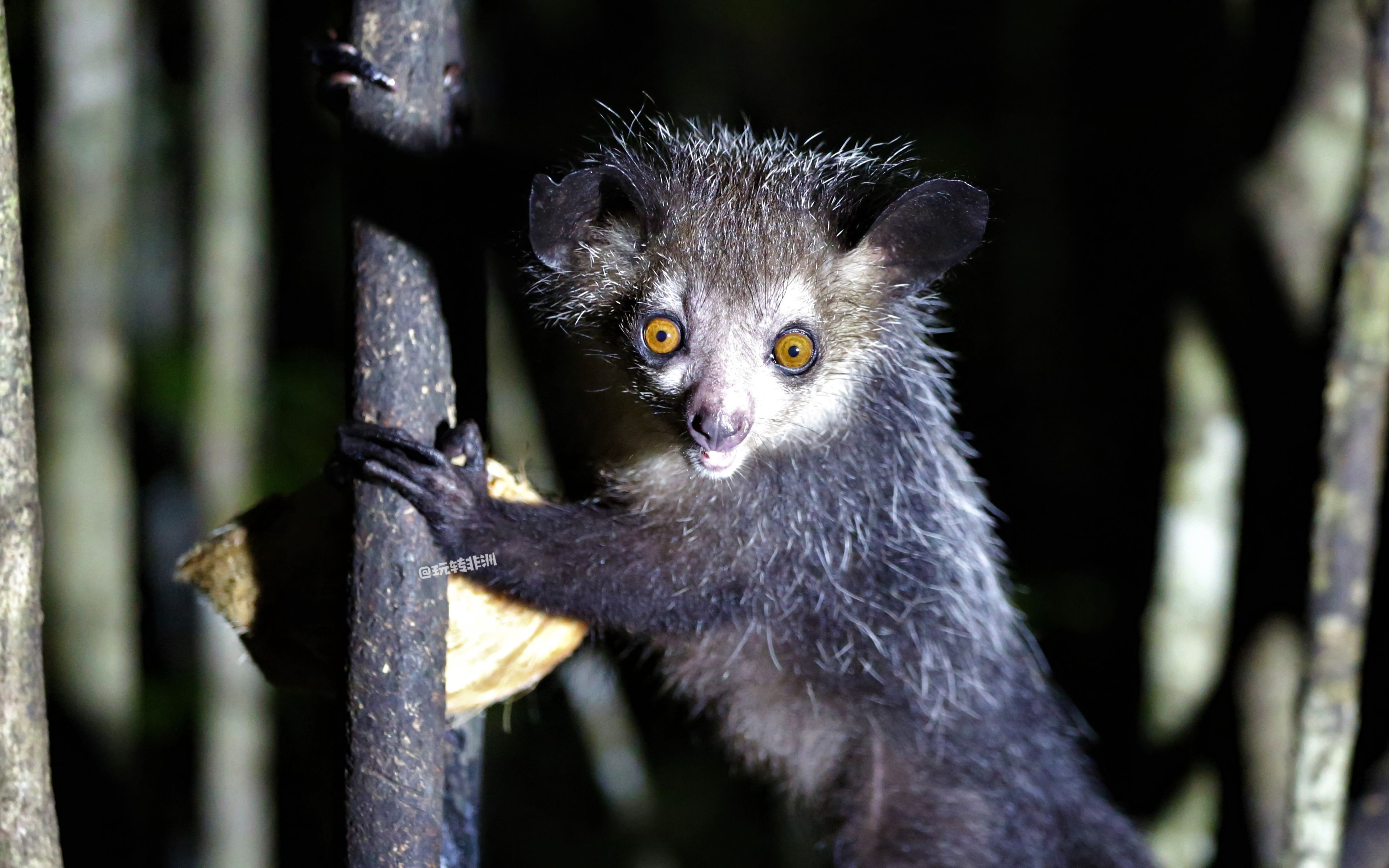 马达加斯加小狐猴图片图片