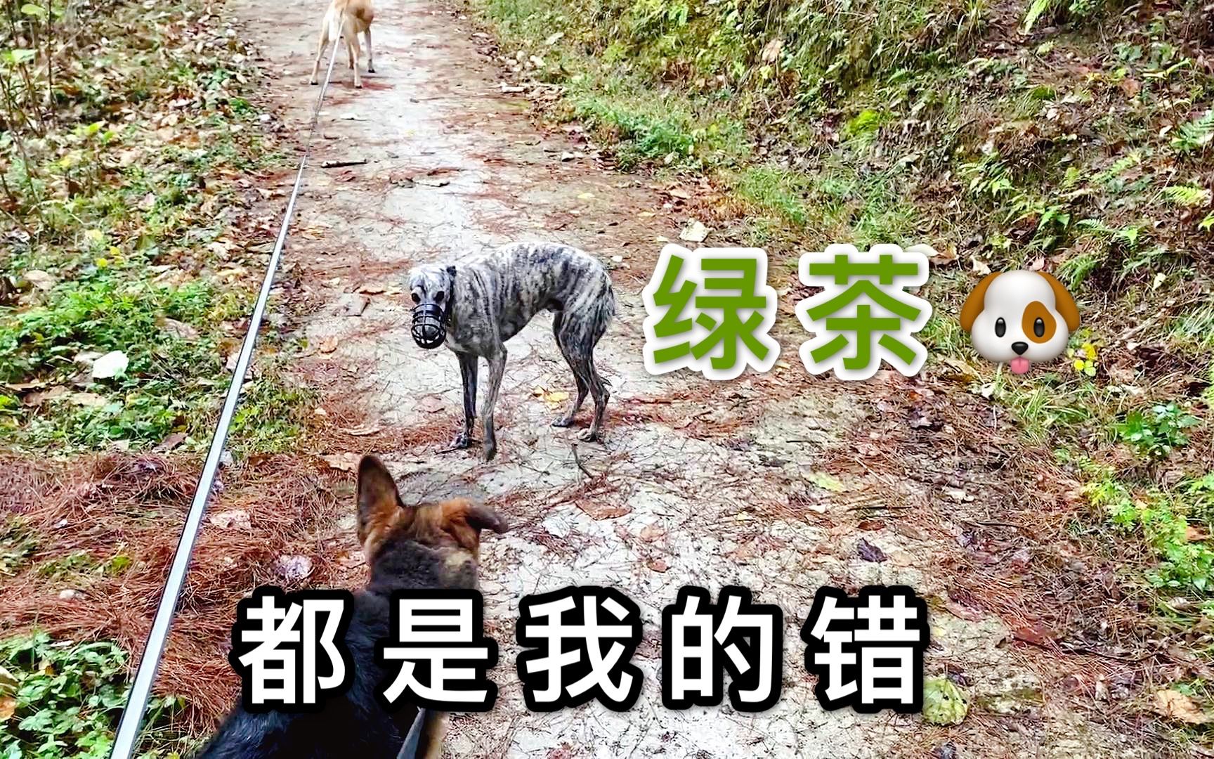 你见过,这样的绿茶狗?