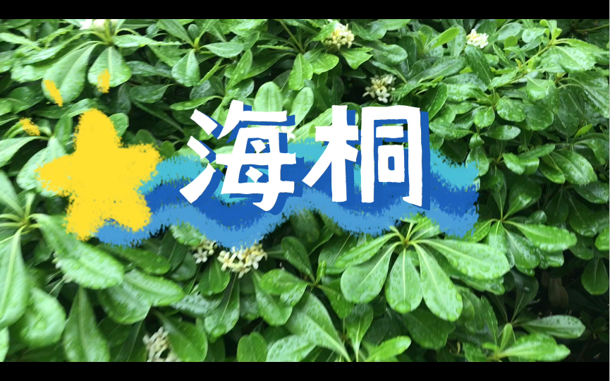 常见园林植物——海桐哔哩哔哩bilibili