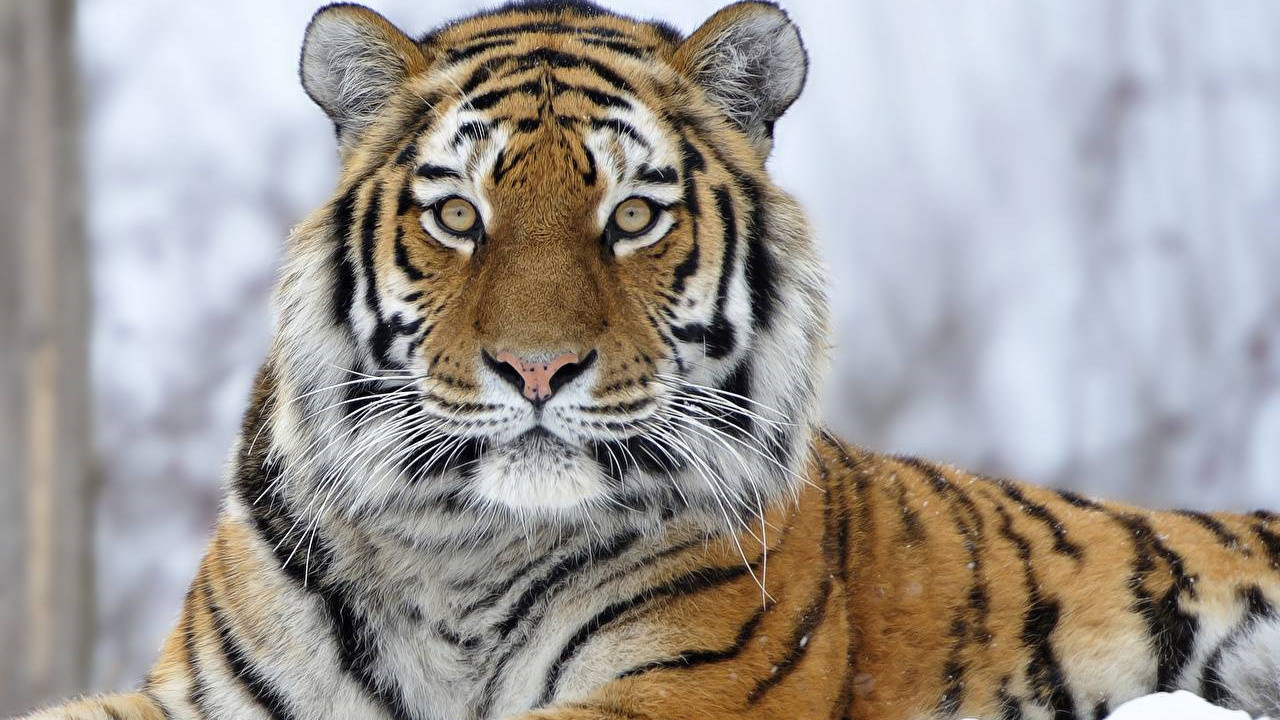 你瞅啥!东北大哥下乡途中偶遇东北虎:它瞪着眼睛瞅我呢!