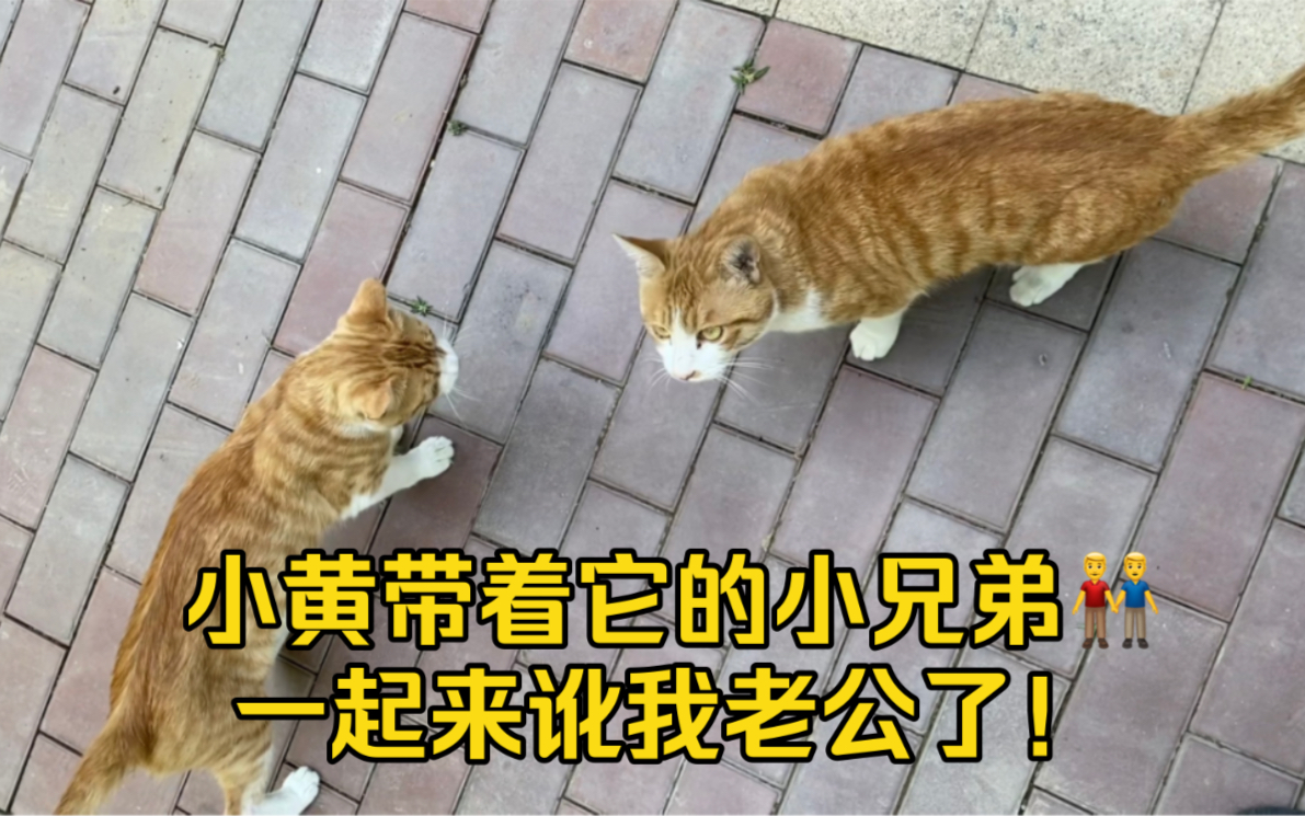 老公为了楼下的猫,天天操碎了心!哔哩哔哩bilibili