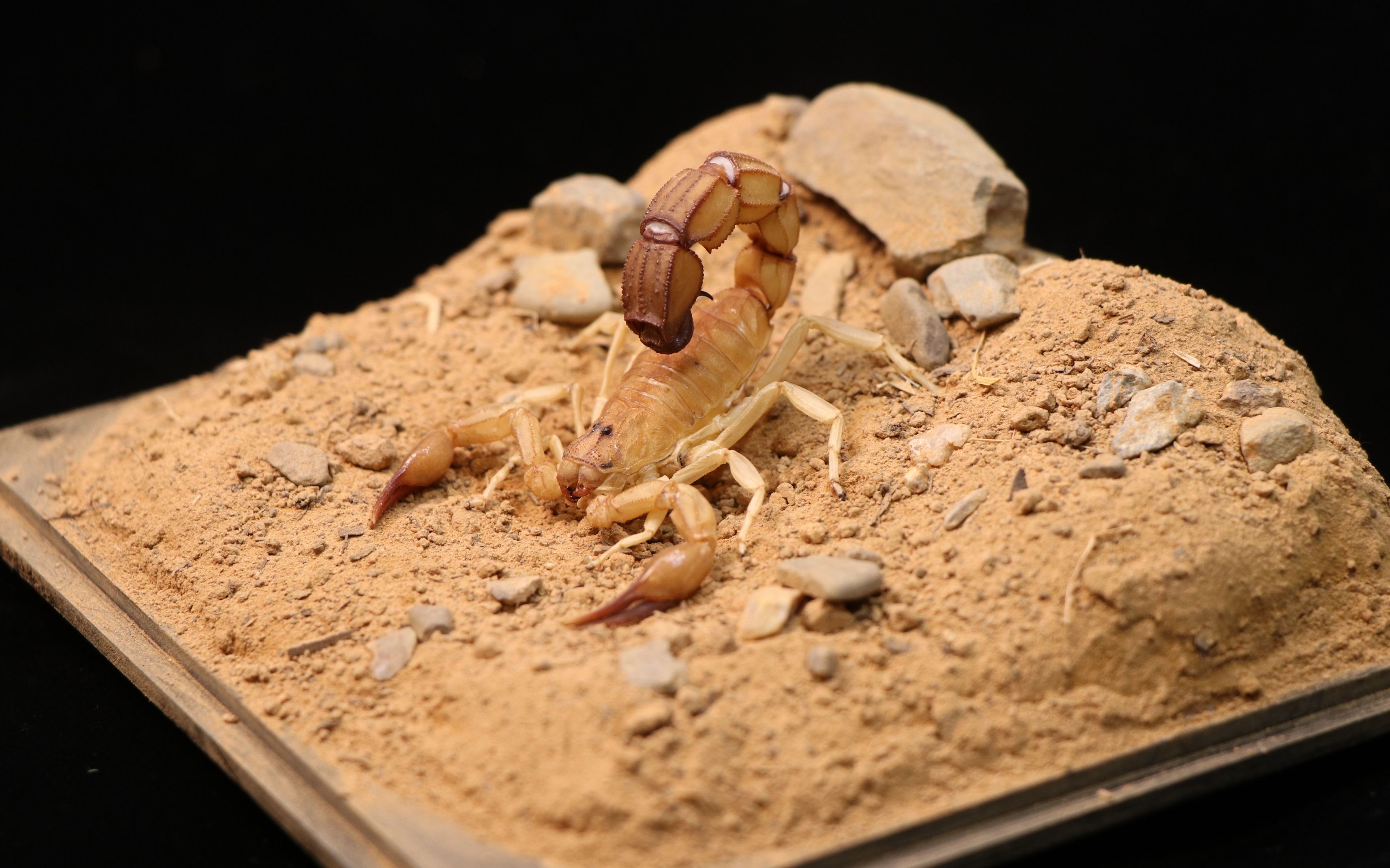 【标本】南方杀人蝎androctonus australis,但是生态标本