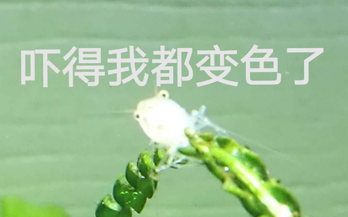 【黑壳虾】绿壳虾黄壳虾蓝壳虾棕壳虾了解一下哔哩哔哩bilibili