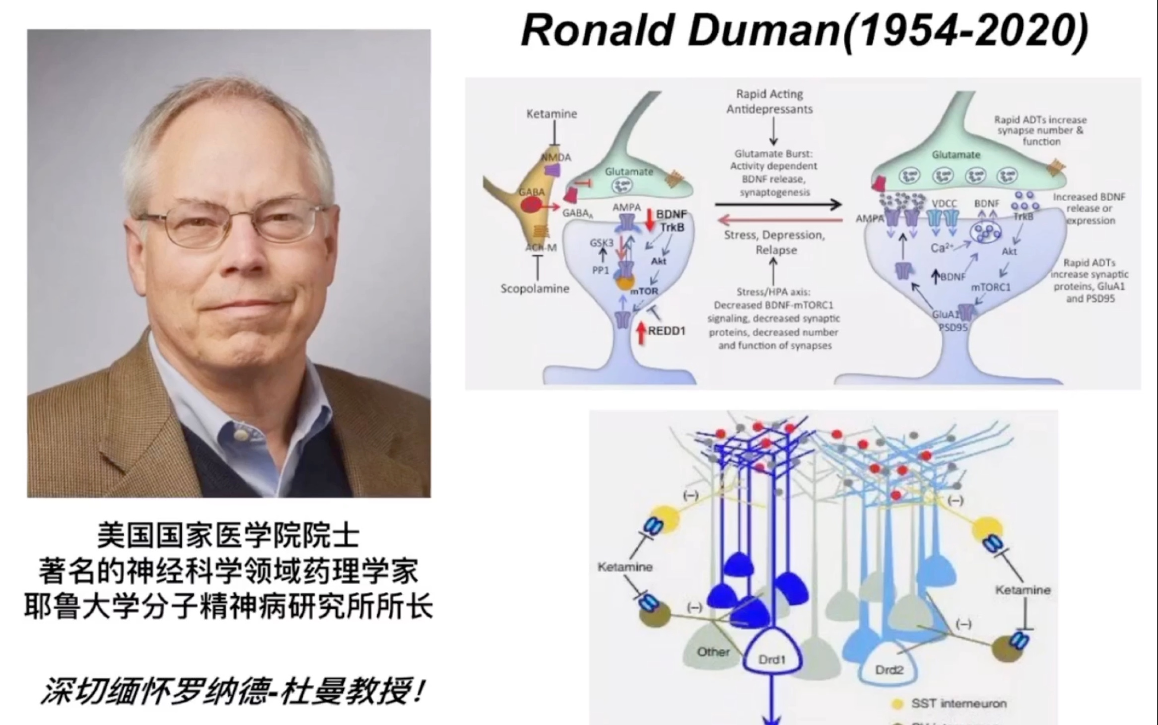 神经生理学专业 研究生组会汇报视频(ᵒ줌‘ ₀쑠ᵒ줌‘) 利用光遗传技术探讨抑郁症发病机制~哔哩哔哩bilibili