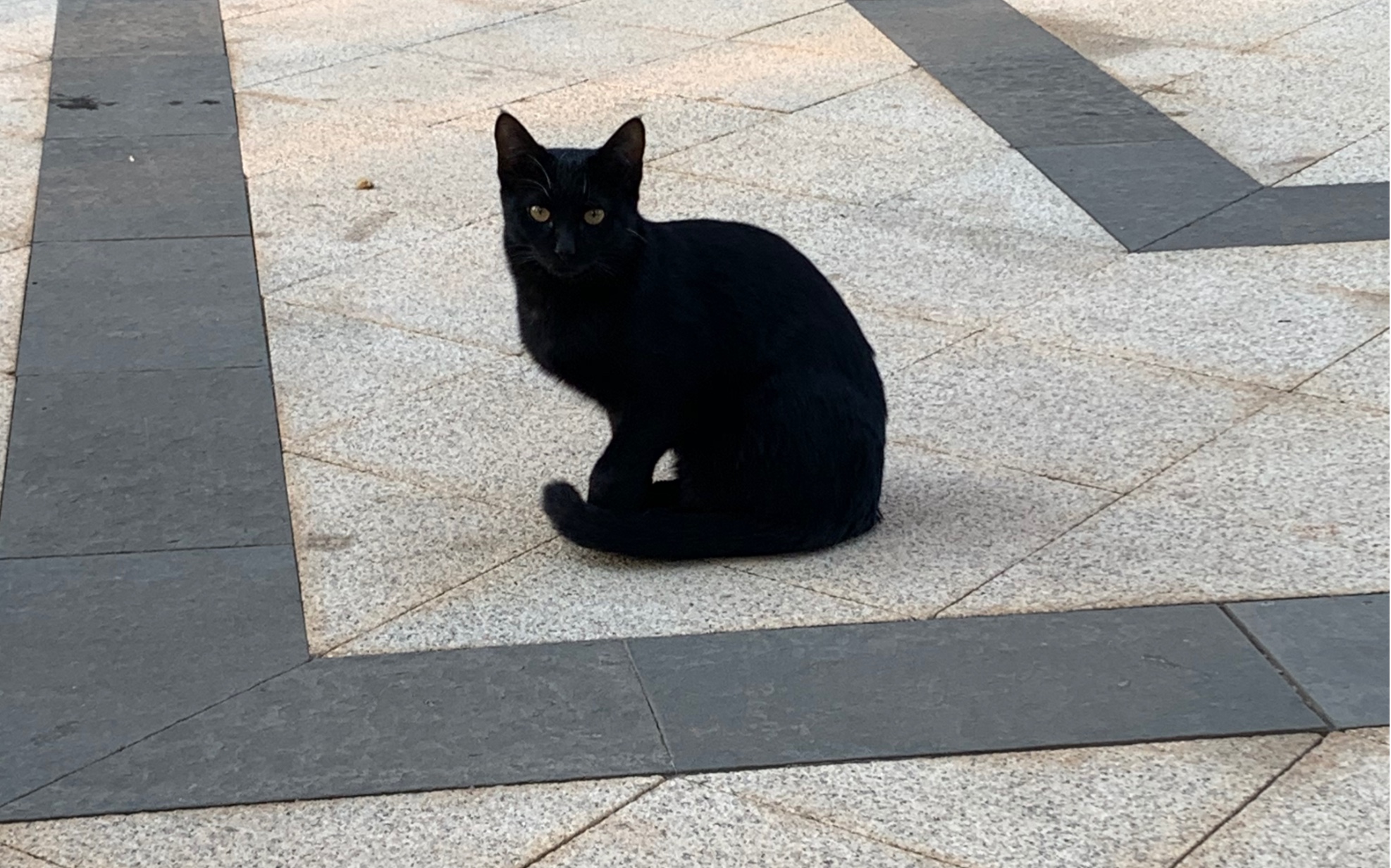 小区发现流浪黑猫警长