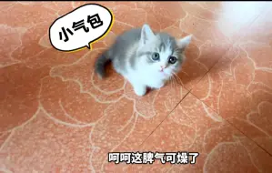 Download Video: 小孩猫一个多月大就开始叛逆了，一发脾气谁都打！