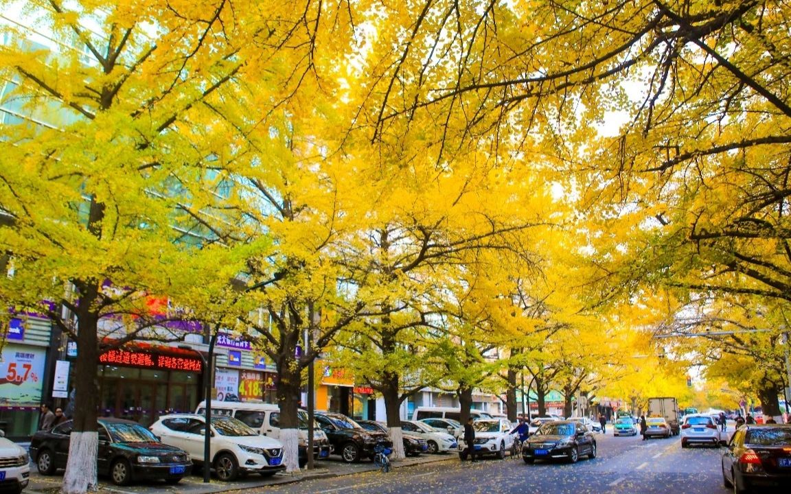 丹东黄金大道迎来满城尽带黄金甲带你领略不一样的金秋