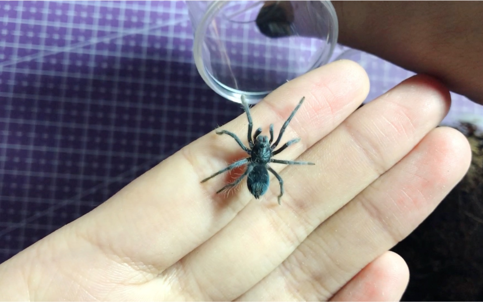 【开箱】钴蓝海地 一个让脑子被哇塞刷屏的捕鸟蛛