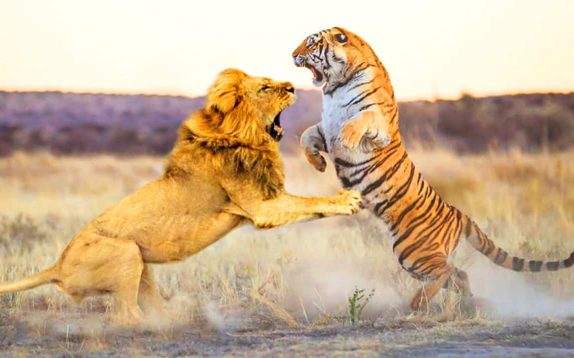 老虎大战狮子真实图片