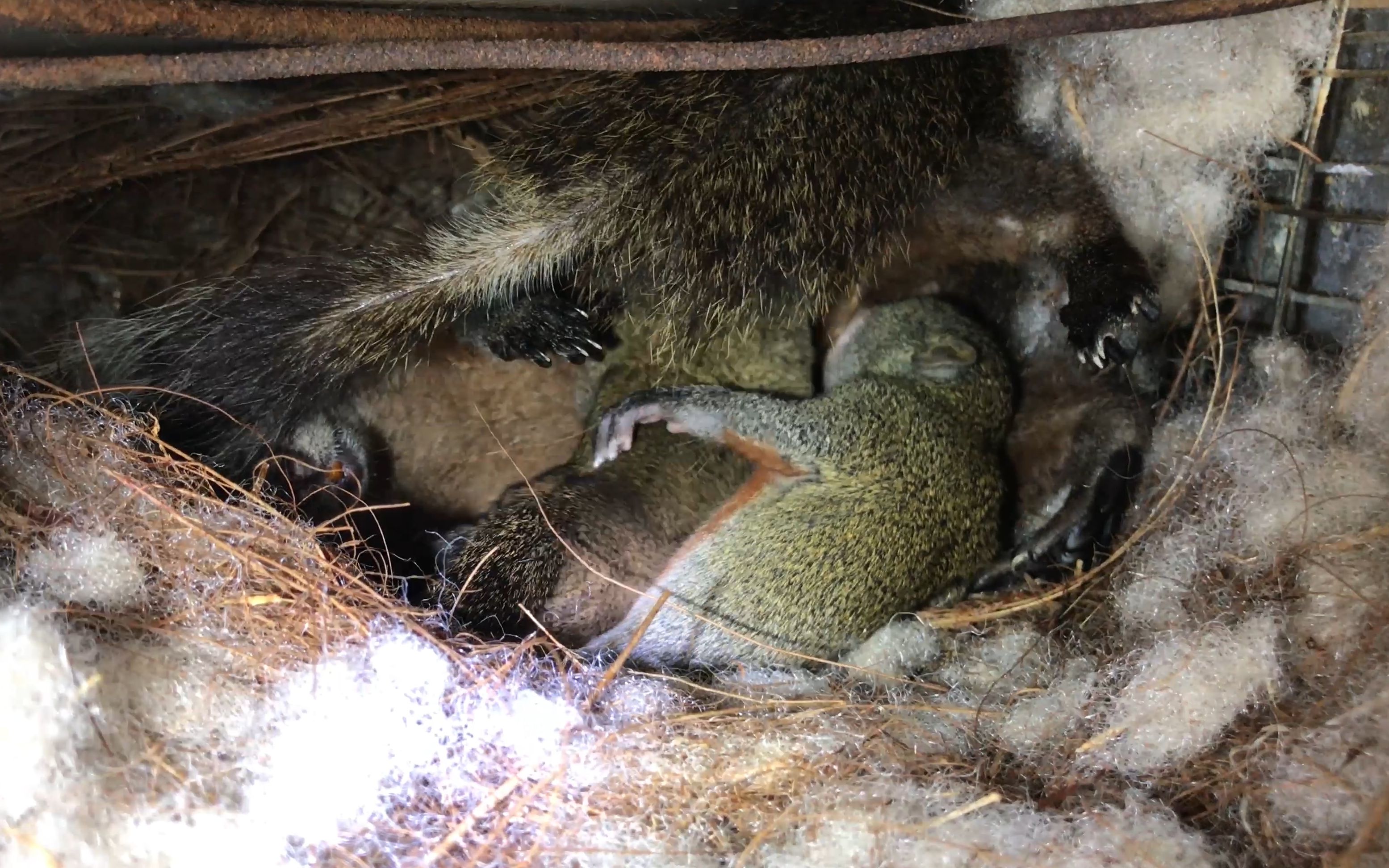 松鼠宝宝和松鼠妈妈的一天24_哔哩哔哩 (゜-゜)つロ 干杯~-bilibili