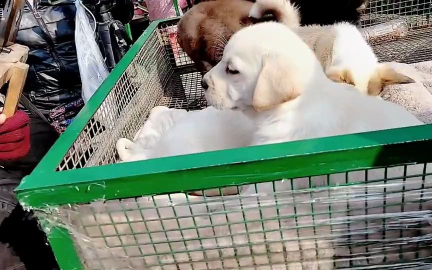 【徐州】《宠物市场》2023年02月03日-02