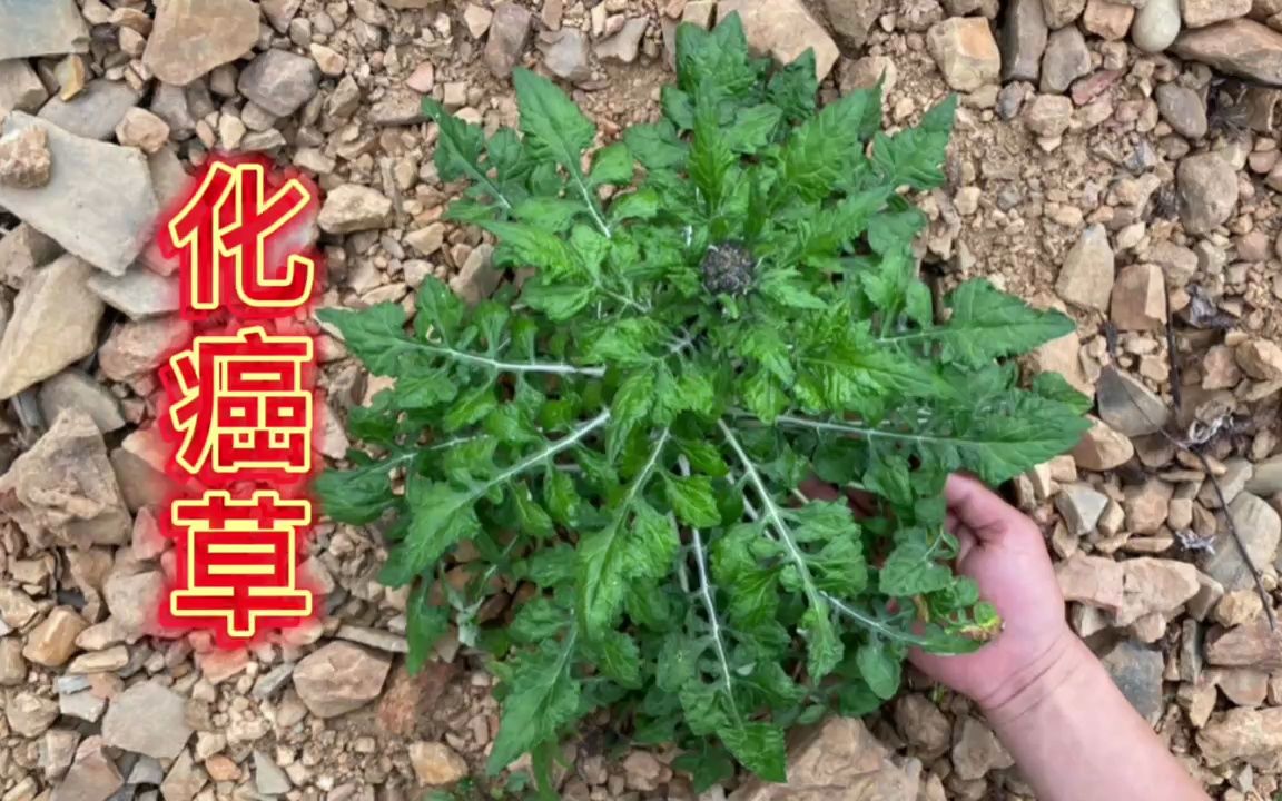农村俗称为"化癌草"的植物,外地人都不认识,大家快来认识一下