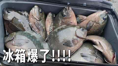 英国布莱顿防波堤矶钓鲷鱼 哔哩哔哩 Bilibili 英国布莱顿防波堤矶钓鲷鱼 哔哩哔哩 Bilibili