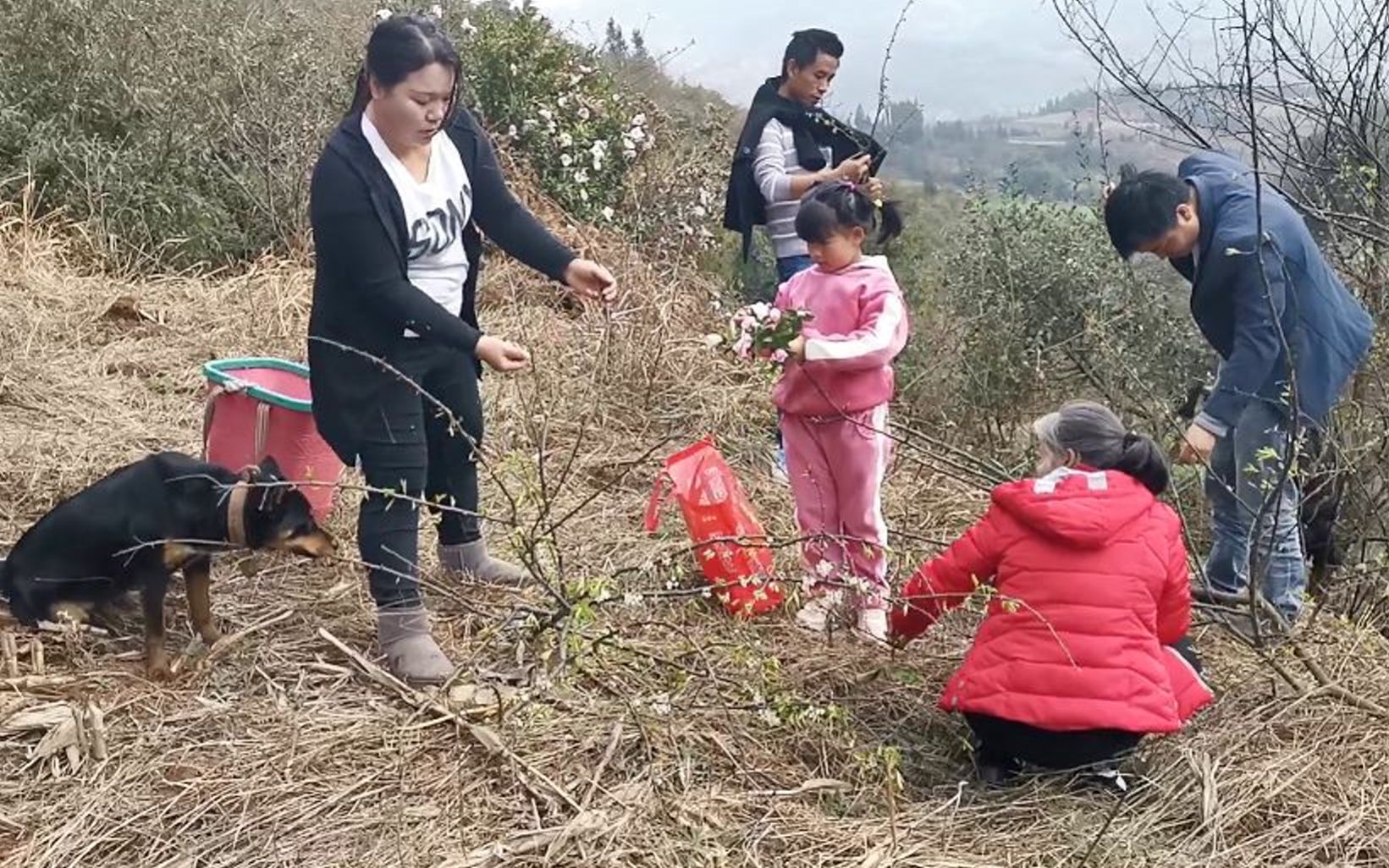 [图]大自然的馈赠“棠梨花”，云南大山里到处都是，你吃过这种野花吗