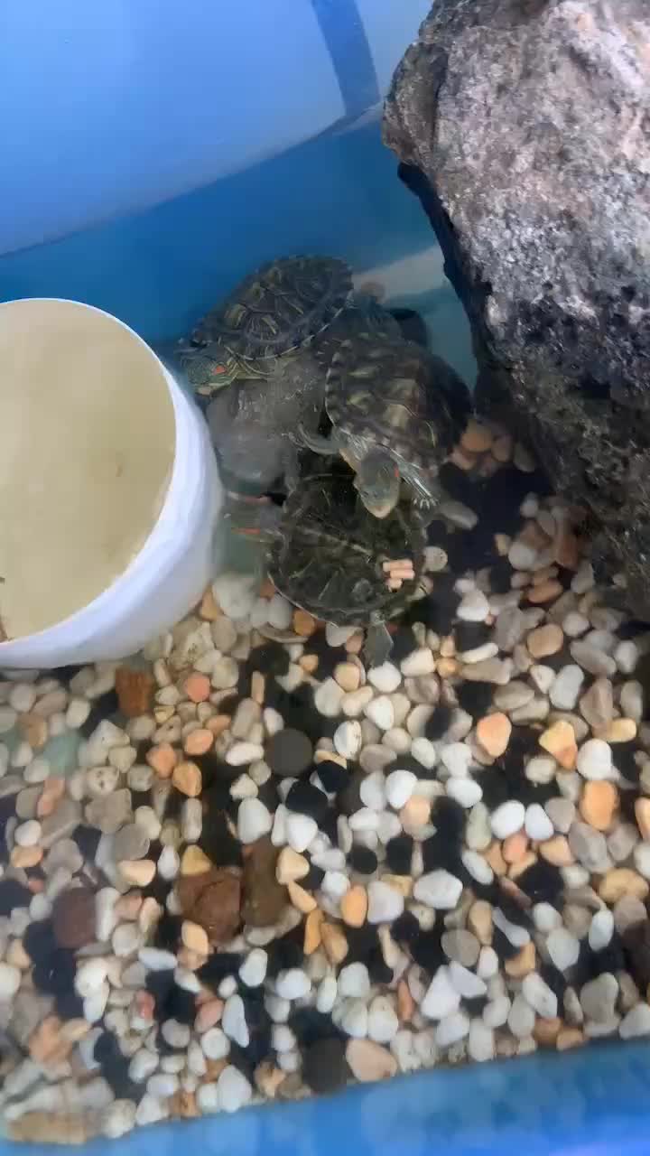 巴西龟喂食