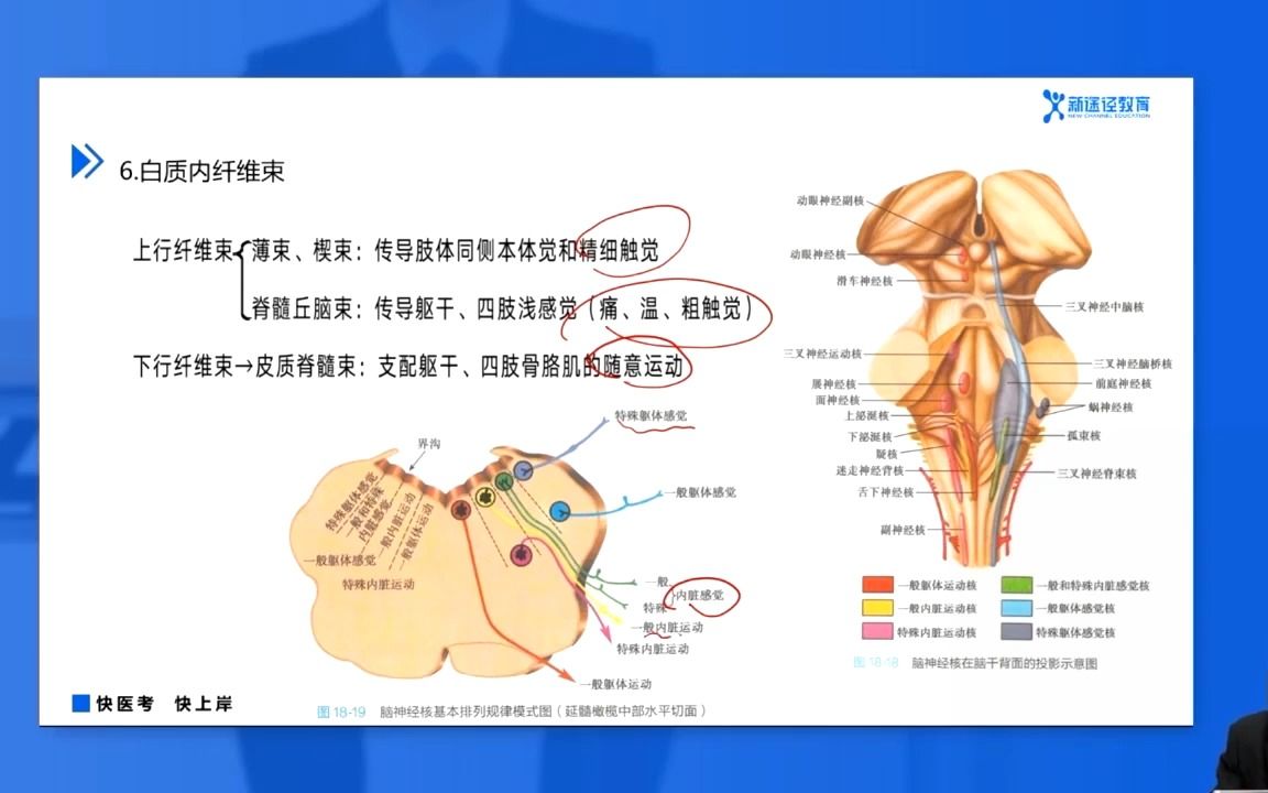 [图]第十章 神经系统 第一节 中枢神经系统-解剖学