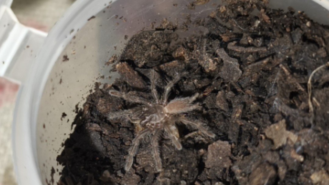 广西南宁产捕鸟蛛科phlogiellus.sp(焰蛛属)开食